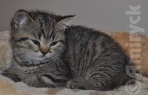 27-08-14_kits-goldenboy1